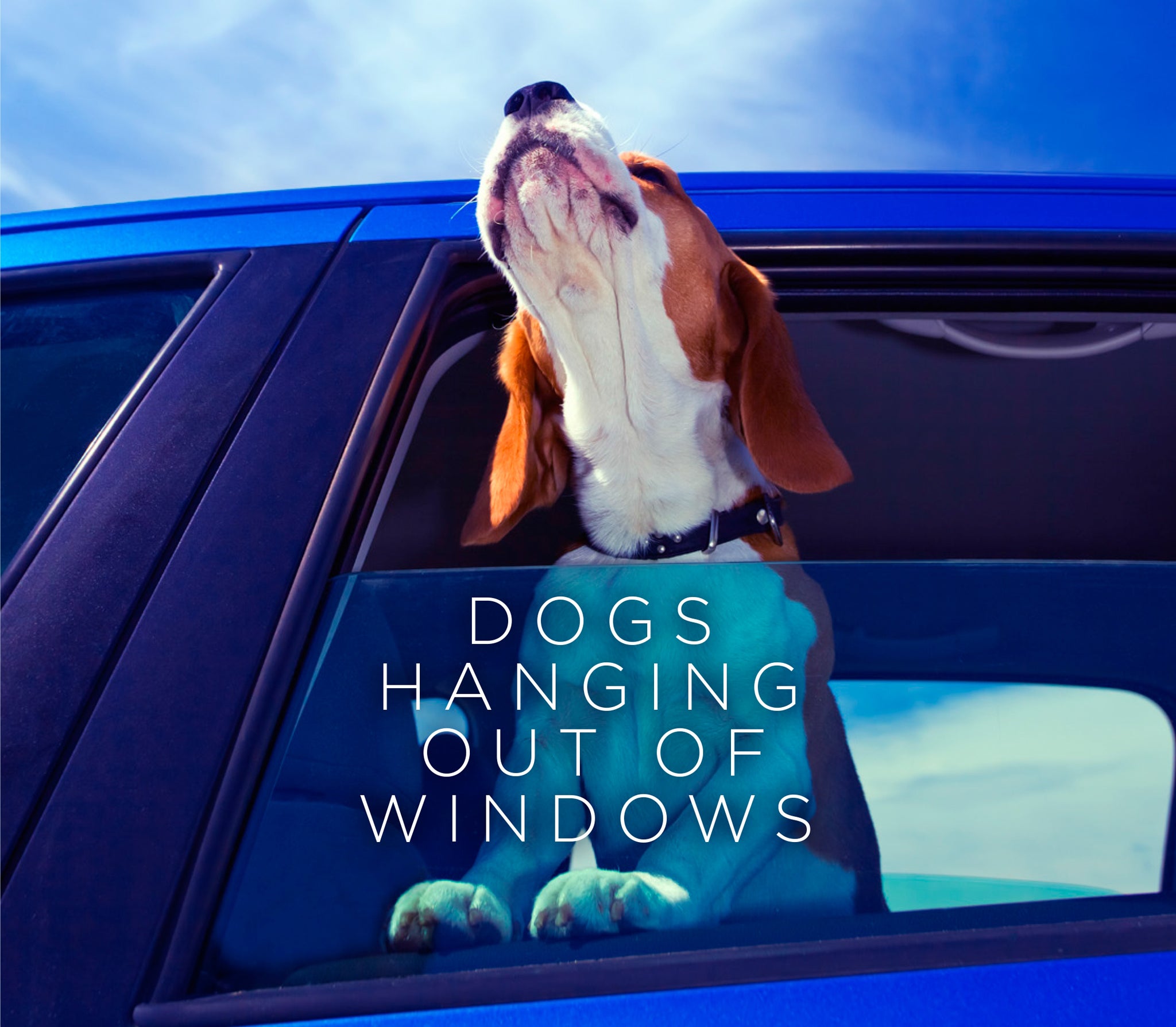 Orion Books' 'Dogs Hanging Out of Windows'