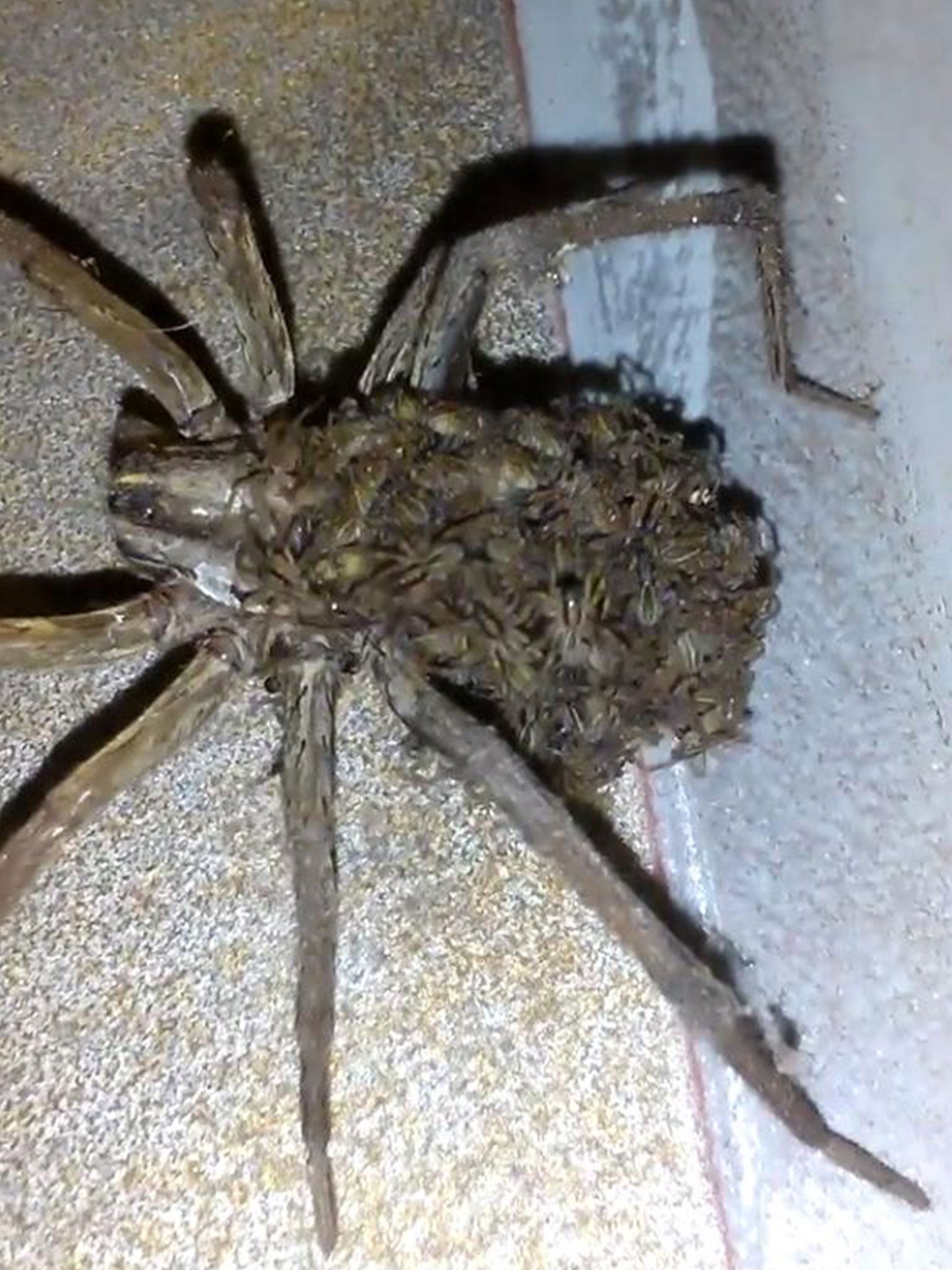 A picture of the wolf spider in a Missouri home
