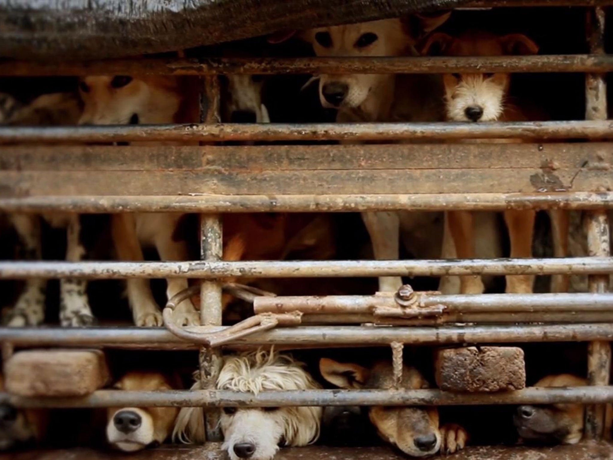 Dogs being taken to a slaughterhouse in Thailand