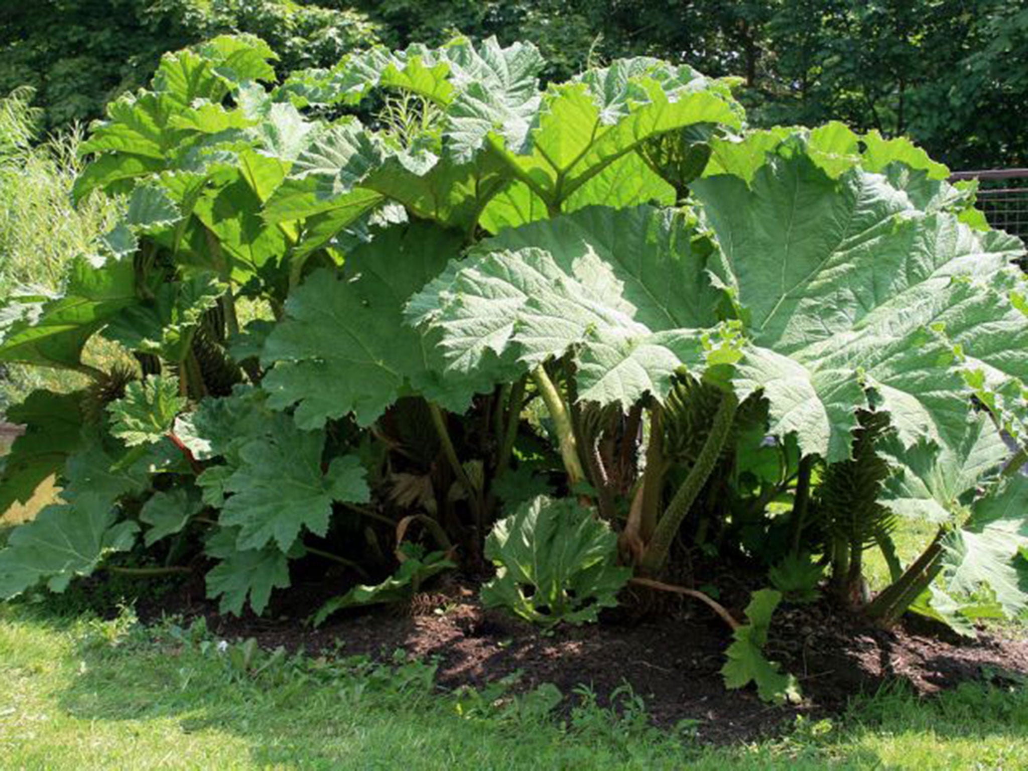 Giant Rhubarb can grow up leaves up to 1.8m wide and ruin farmland