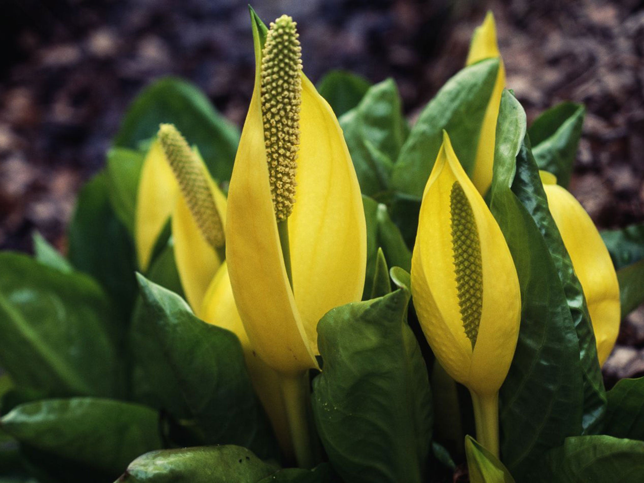 Skunk Cabbage grows up to 1.5m tall and produces a ‘malodourous smell’