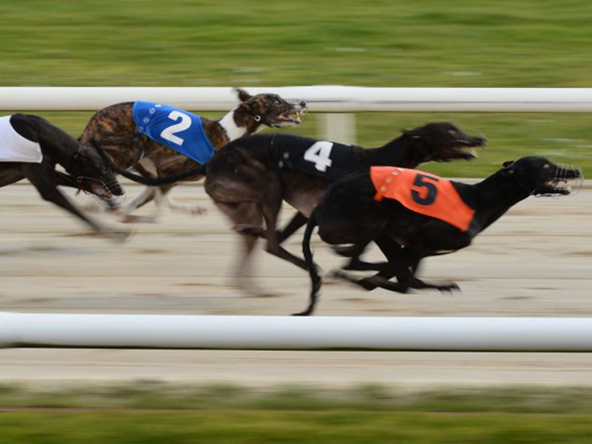More than 7,000 greyhounds were registered to race last year
