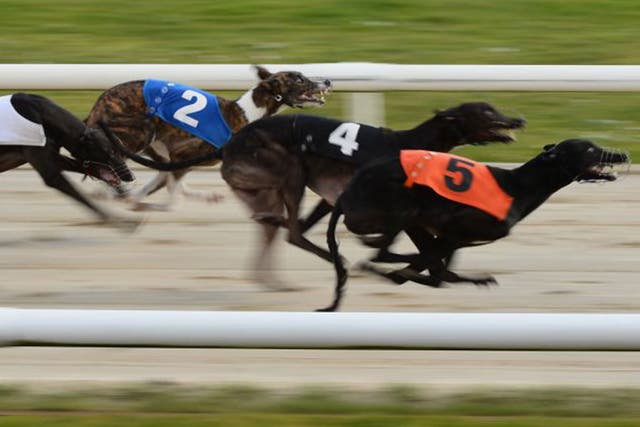 More than 7,000 greyhounds were registered to race last year