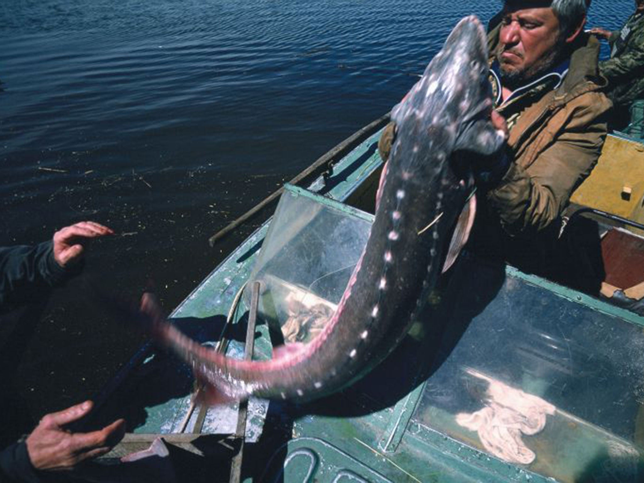 The best caviar-producing sturgeon takes 35 years to mature (Reza)