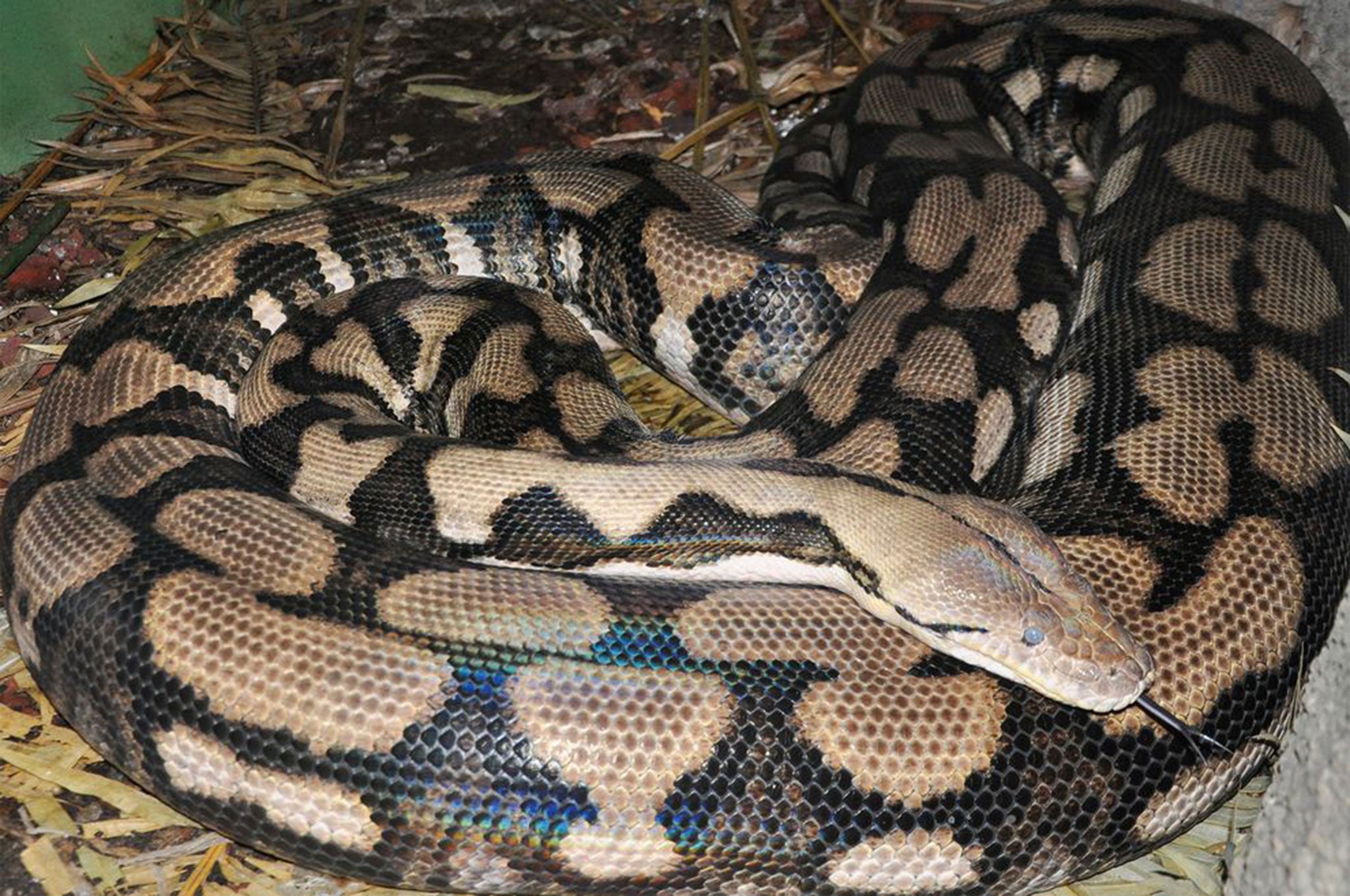 Reticulated python Thelma gave birth without contact with a male