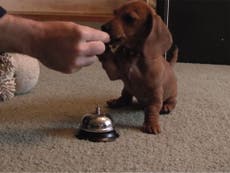 Video: Dachshund puppy rings bell for treat