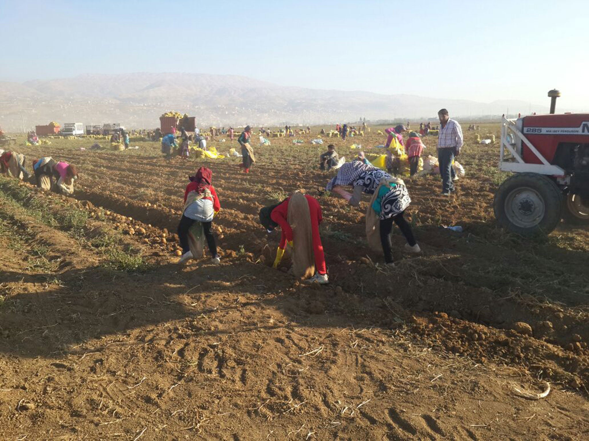 Syrian refugee children working in the fields in Lebanon’s Bekaa Valley