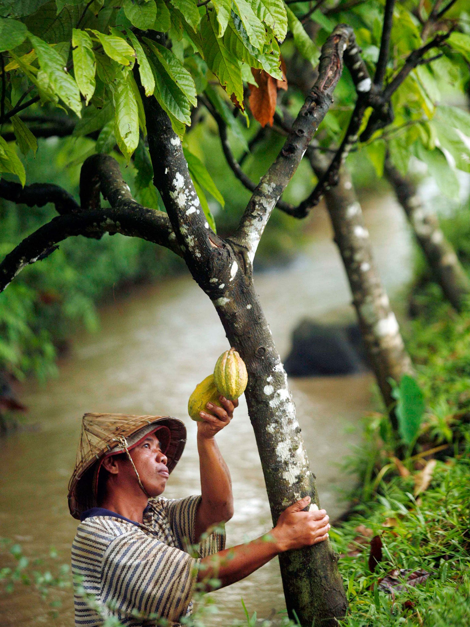 Cocoa beans, harvested in Indonesia, contain flavanols which the scientists used in their memory research