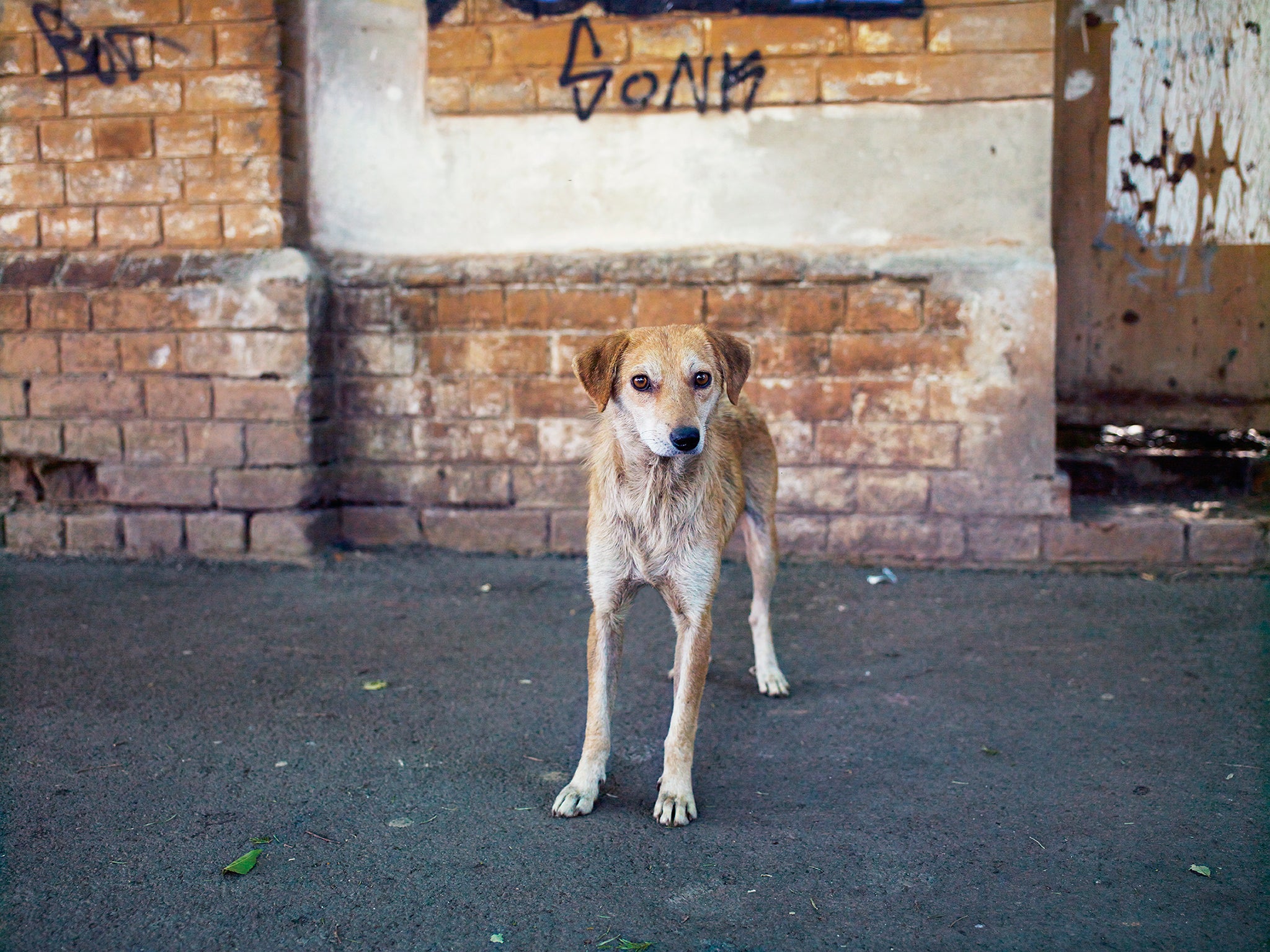 Unwanted dogs store