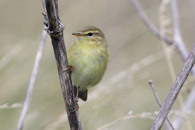 Willow Warbler (Juv) (© Ken Dolbear MBE/Press image from 
Jessica Thornton)