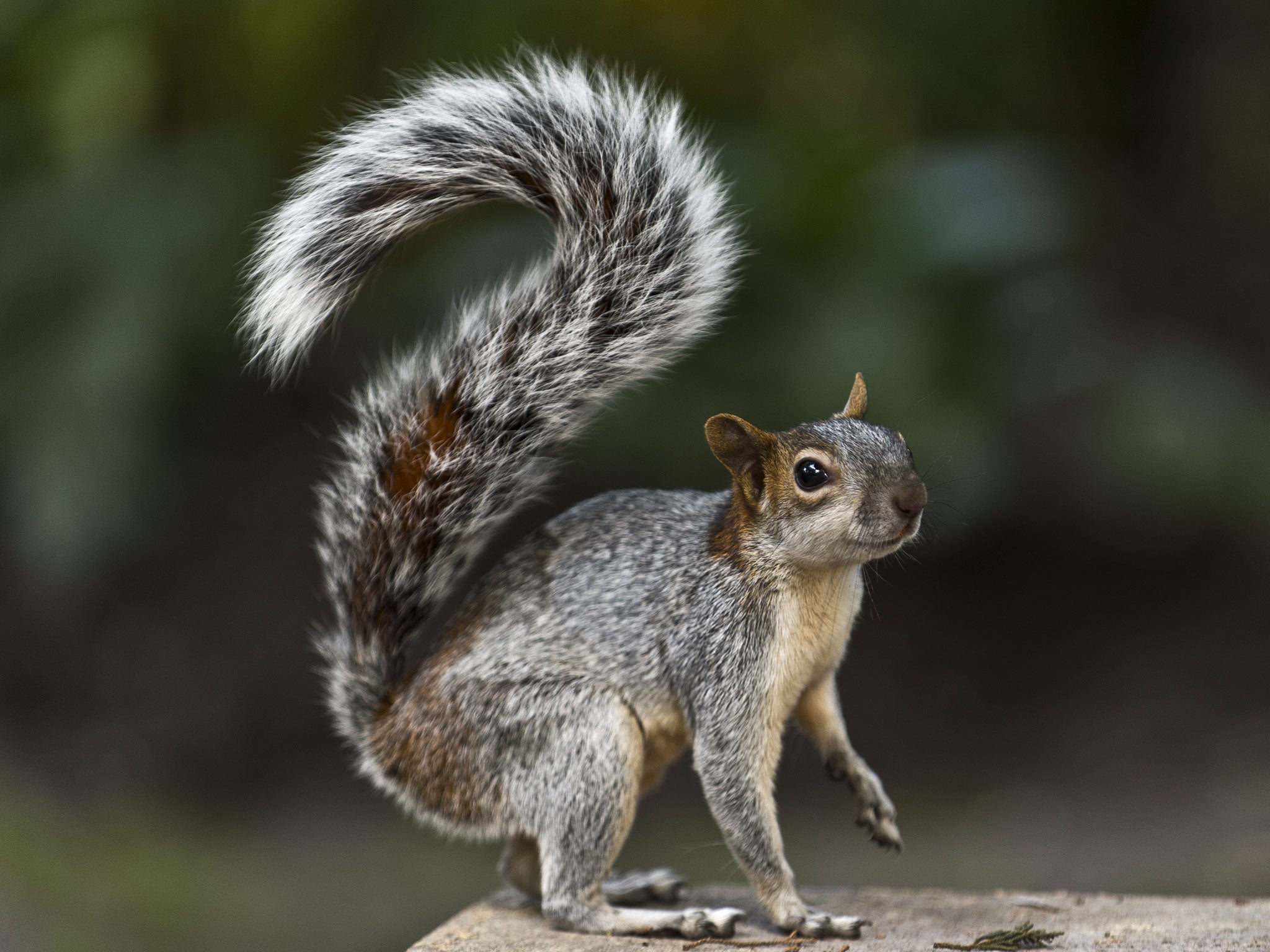 A decapitated squirrel is among the animals which have been found at a park in west London