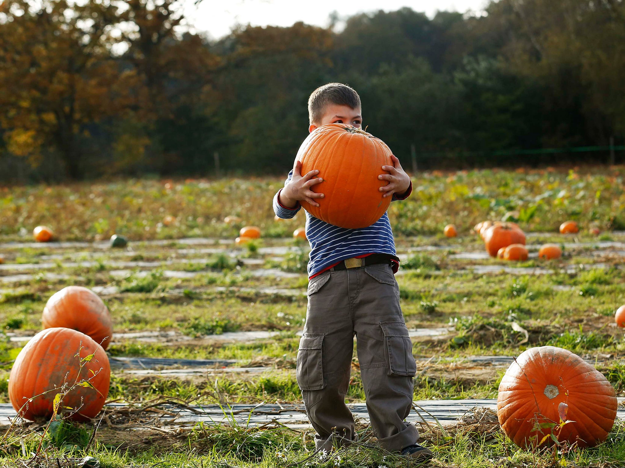 Five-year-old Carter struggles to lift a pumpkin at Tulleys Farm pumpkin patch during their Halloween festival, near Crawley