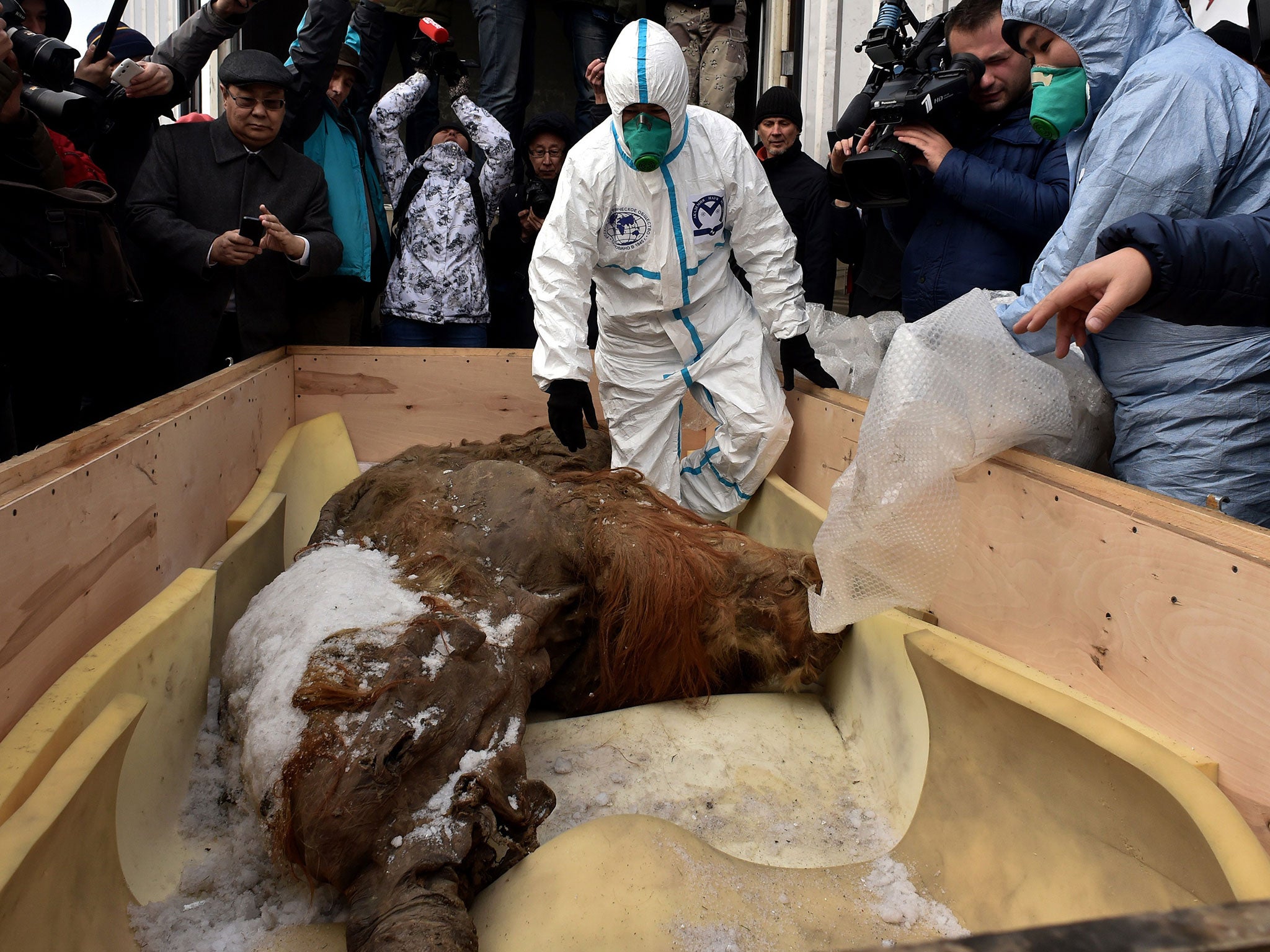 Workers inspect the body of a mammoth prior the start of an exhibition of the Russian Geographic Union in central Moscow on October 28, 2014.
