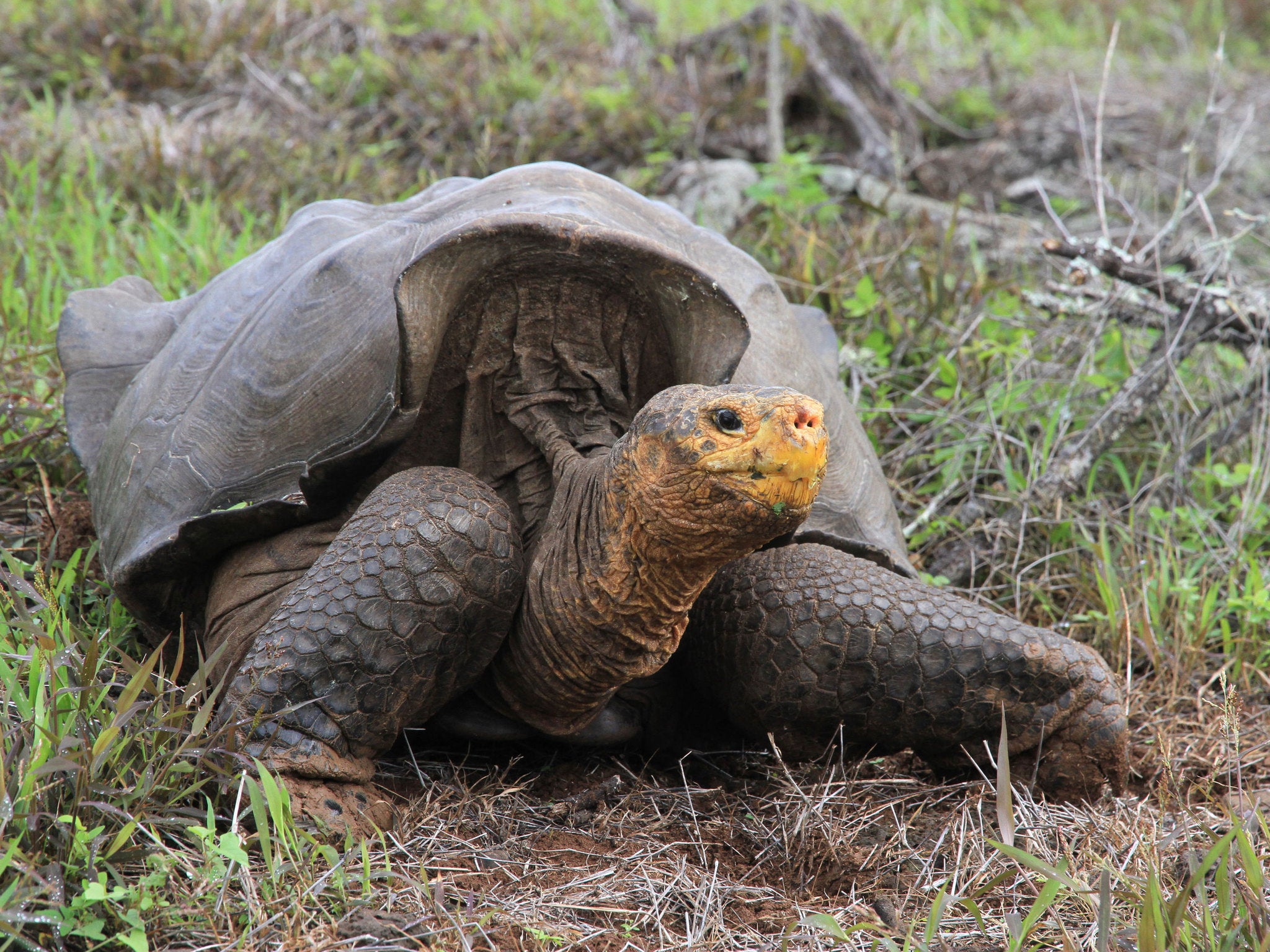 Numbers of the giant Galapagos tortoises on Espanol dwindled to just 15 in the 1960s