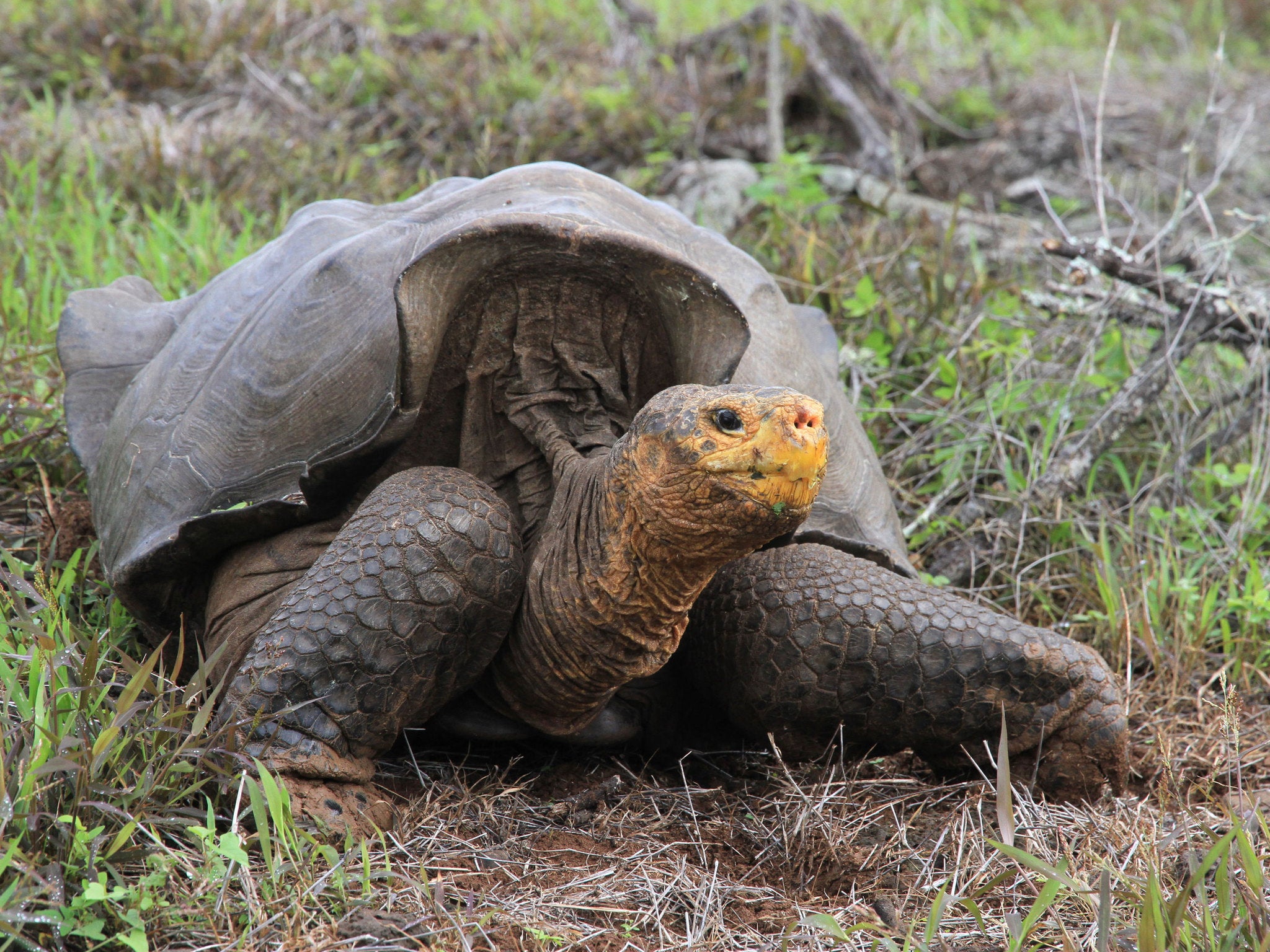 The world's on the brink of a mass extinction. Here's how to avoid that. -  Vox