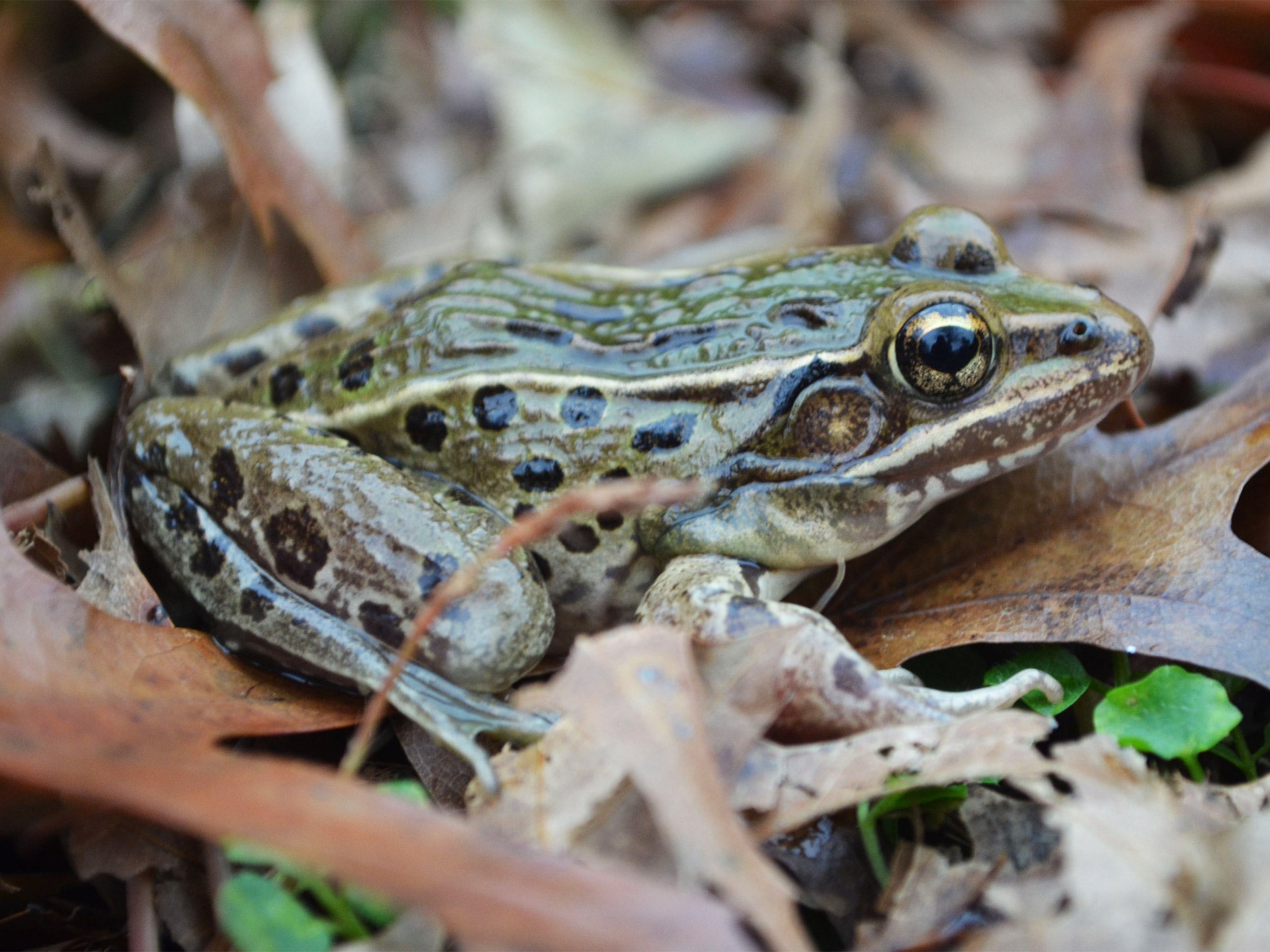 The new species of leopard frog has been named Rana kauffeldi, in honour of ecologist Carl Kauffeld who first noticed it more than a half century ago