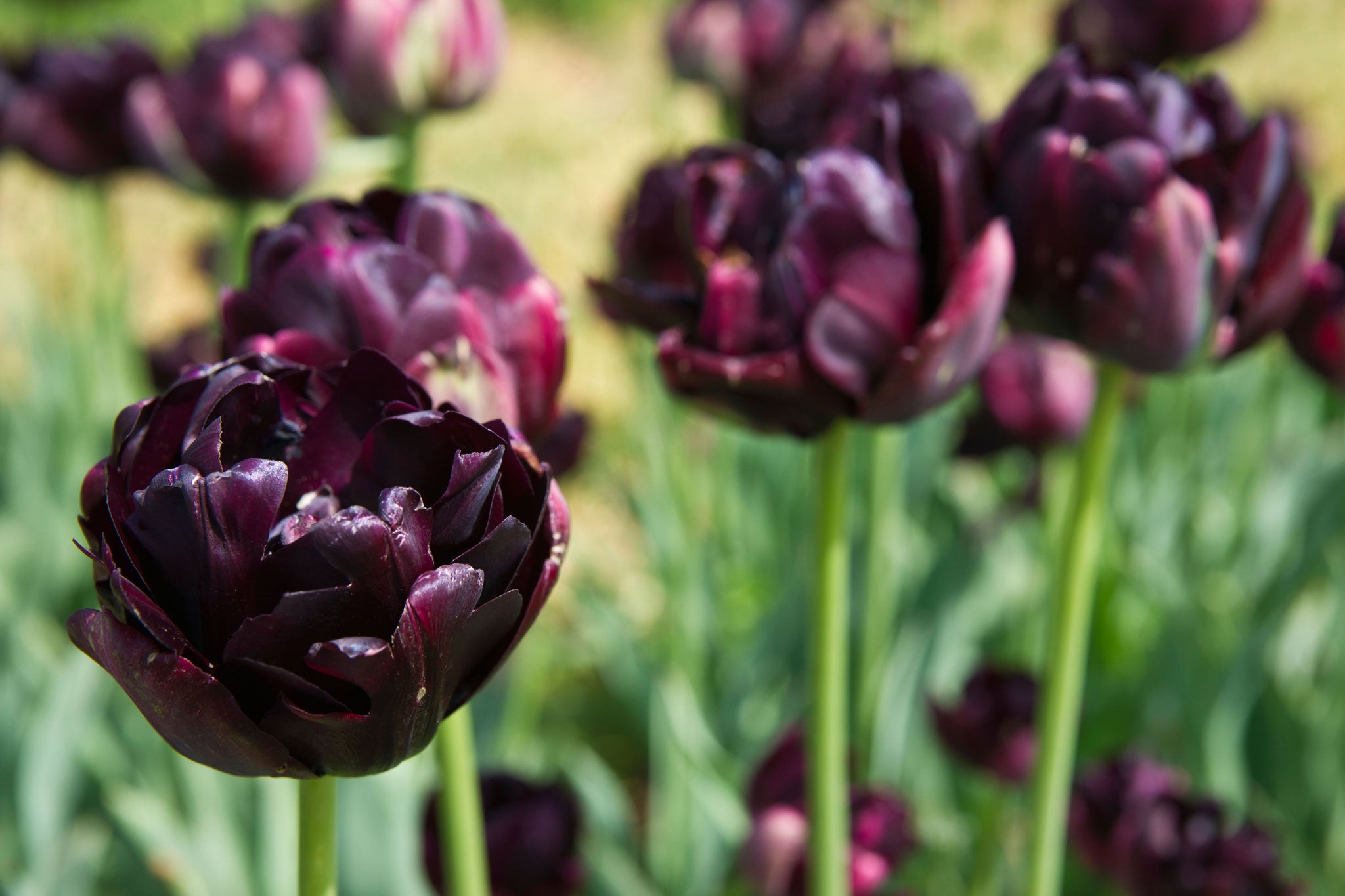 'Black Hero' is a double tulip, bred from the famous dark variety 'Queen of Night'