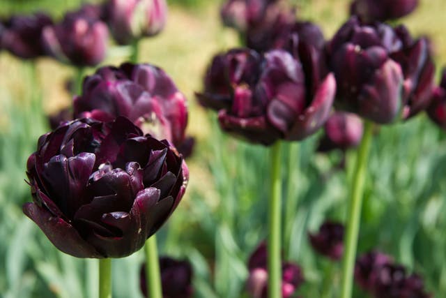 'Black Hero' is a double tulip, bred from the famous dark variety 'Queen of Night'