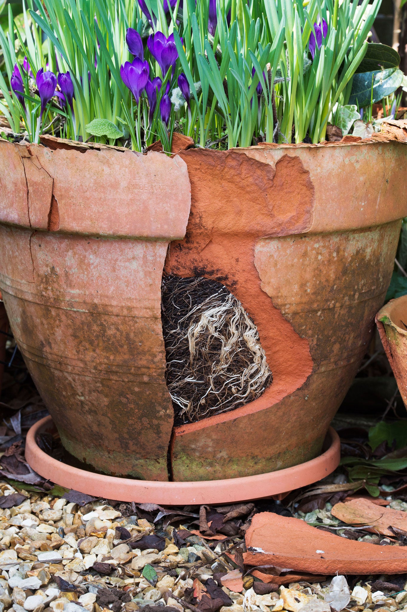 Pots can crack open in icy weather