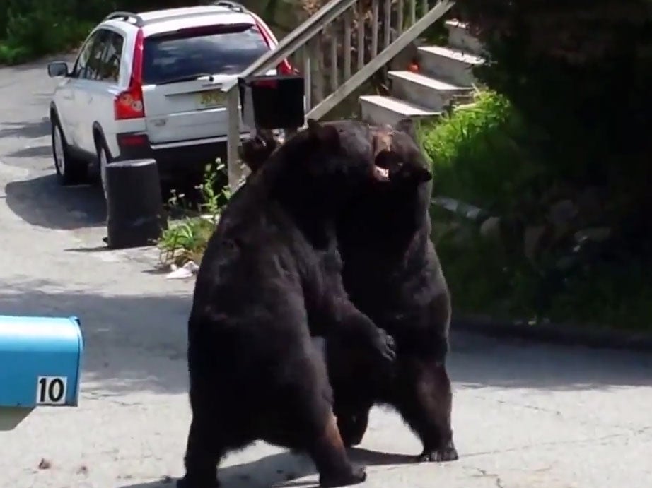 Two black bears engage in a vicious fight in the middle of a suburban street