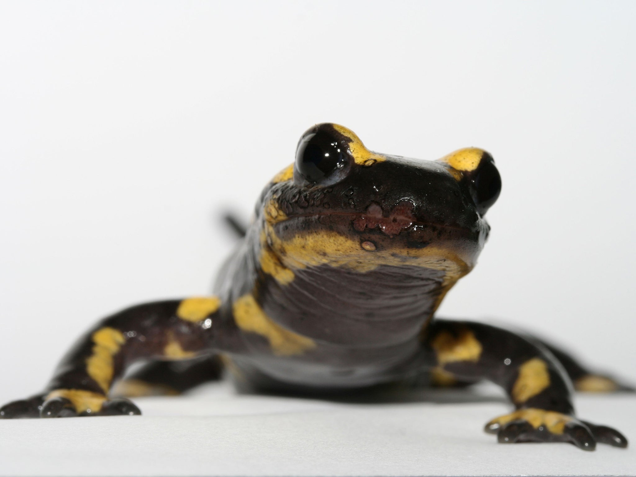 A fire salamander infected by the fungal disease Batrachochytrium salamandrivorans, which experts believe has been exported from Asia to Europe by the pet trade