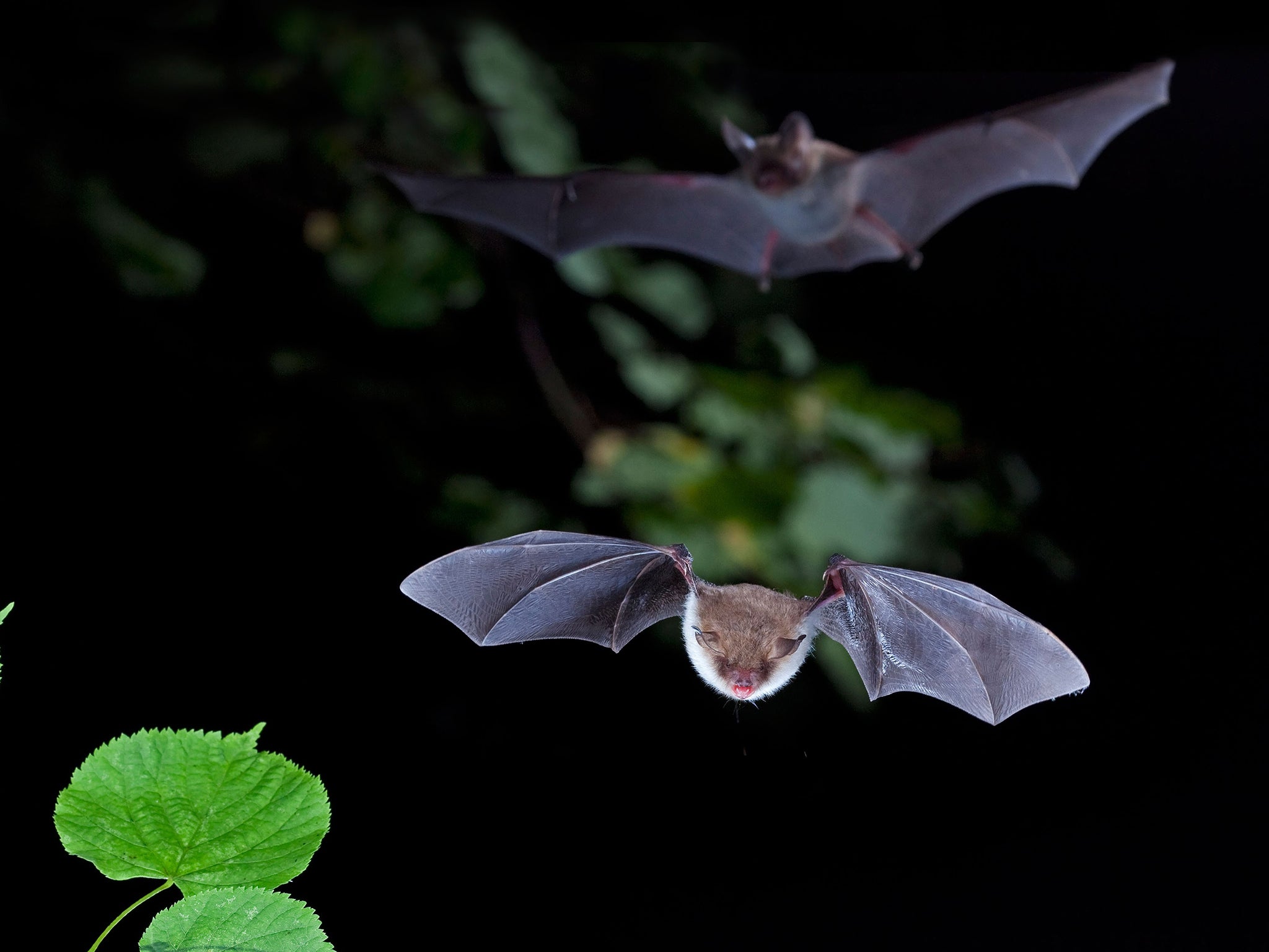 Natterer’s bats tend to congregate in mixed sex groups