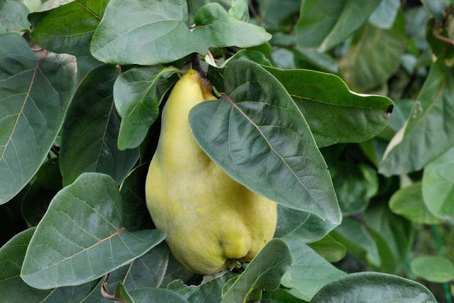 Don't give a quince the chop based on its raw flavour