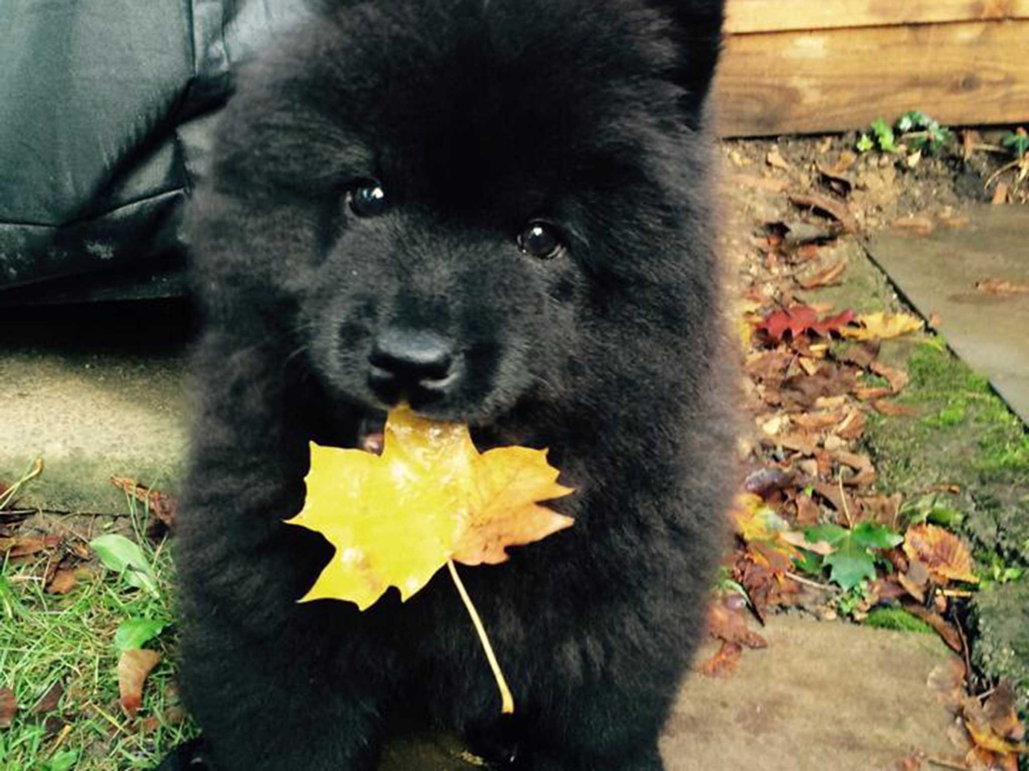 all black chow chow