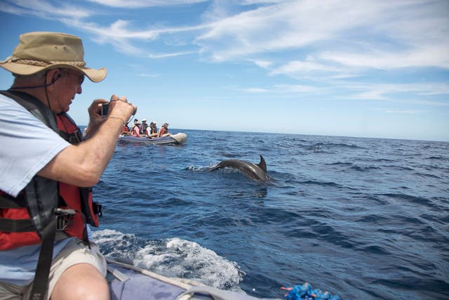 Dolphins in the Galapagos islands