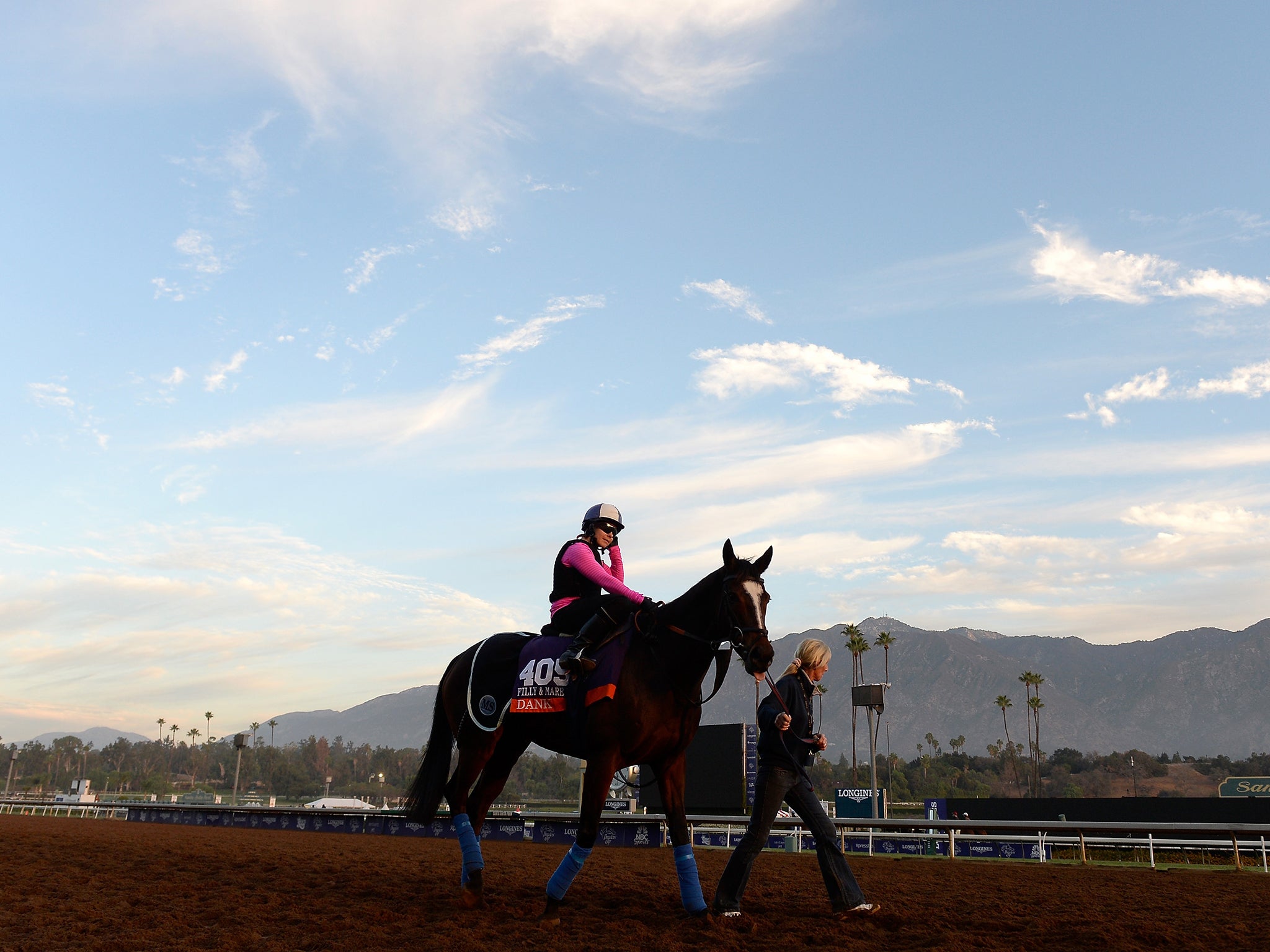 Dank is lead to train in preparation for the 2014 Breeder's Cup Filly & Mare Turf at Santa Anita Park