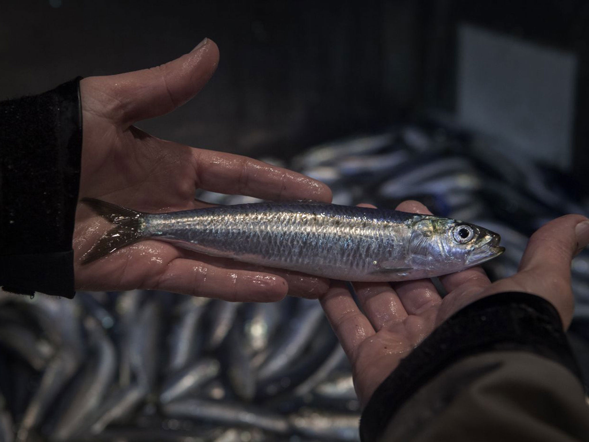 Moalboal's sardine run – The cerulean sea