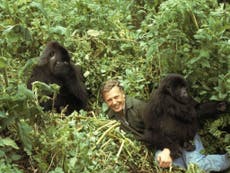 Sir David Attenborough fights to save the gorillas
