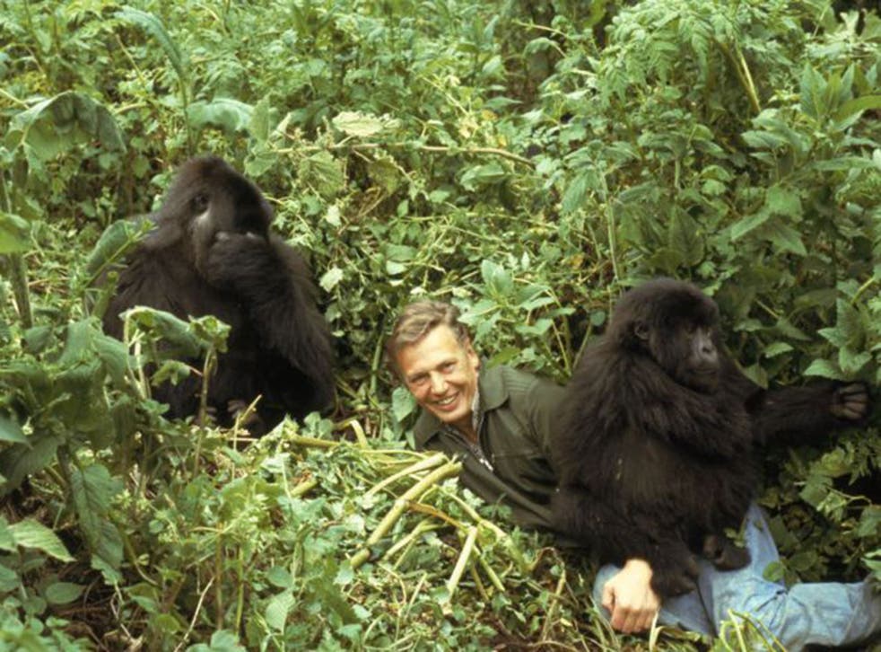 Sir David Attenborough and gorillas in Rwanda, 1979