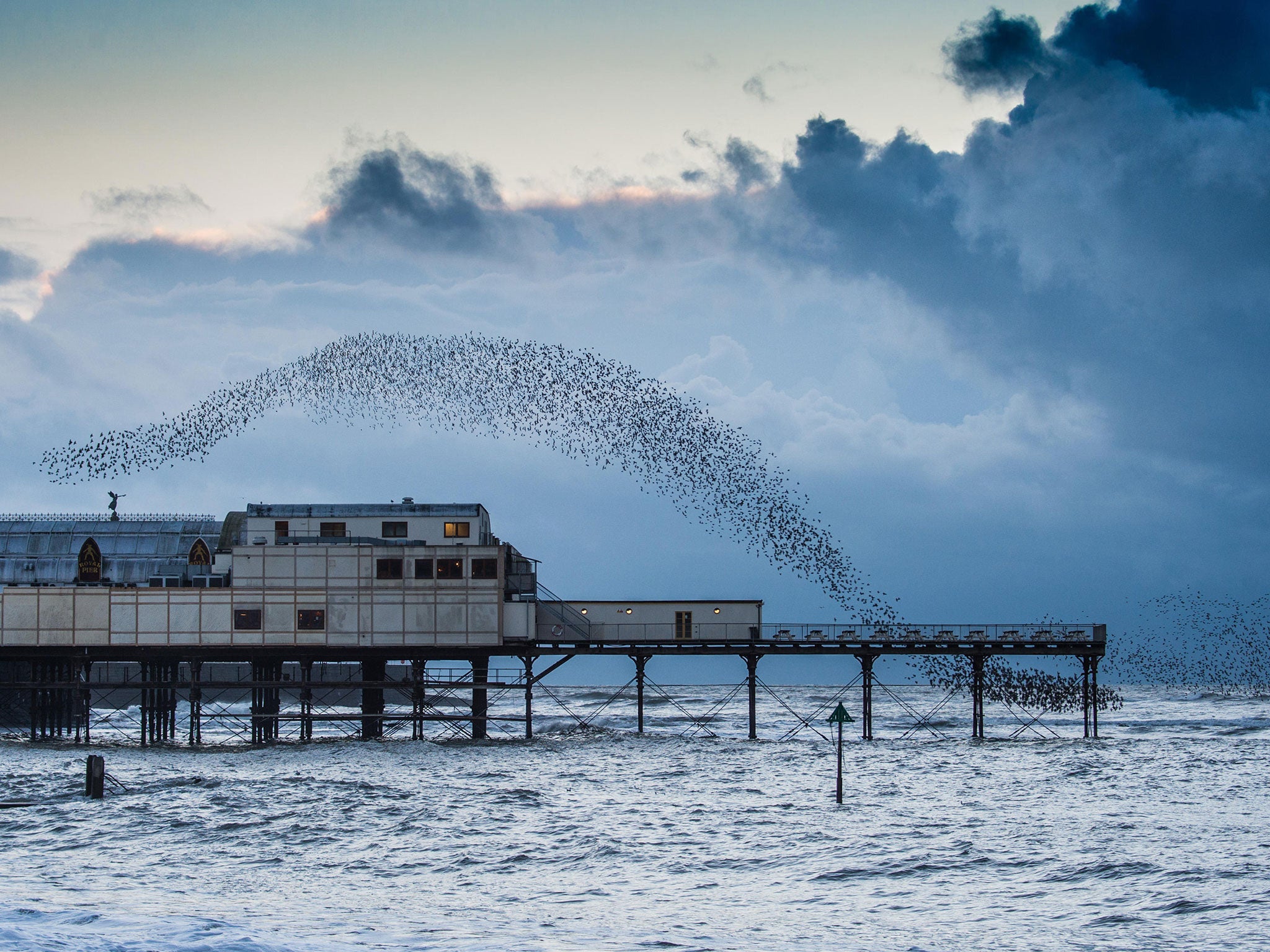 A murmuration of starlings comes in to settle on the legs of Aberystwyth Pier