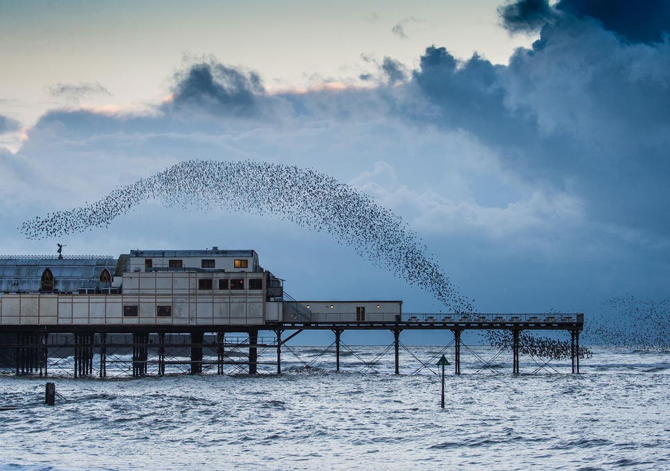 Image result for starling murmuration aberystwyth big waves