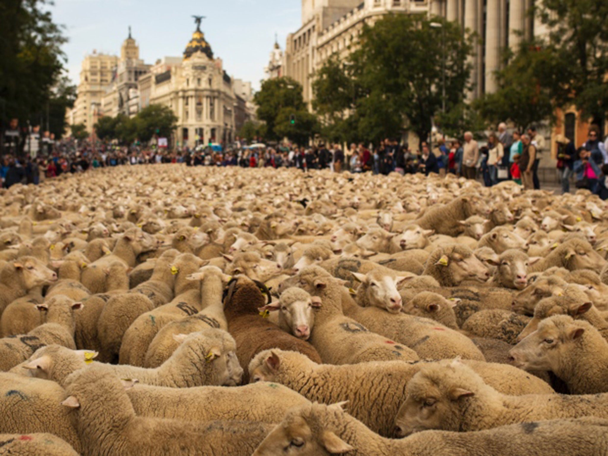 Nearly 2,000 sheep were herded through Madrid on Sunday