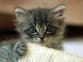 Archaeologists discover secret behind why we keep cats as pets
