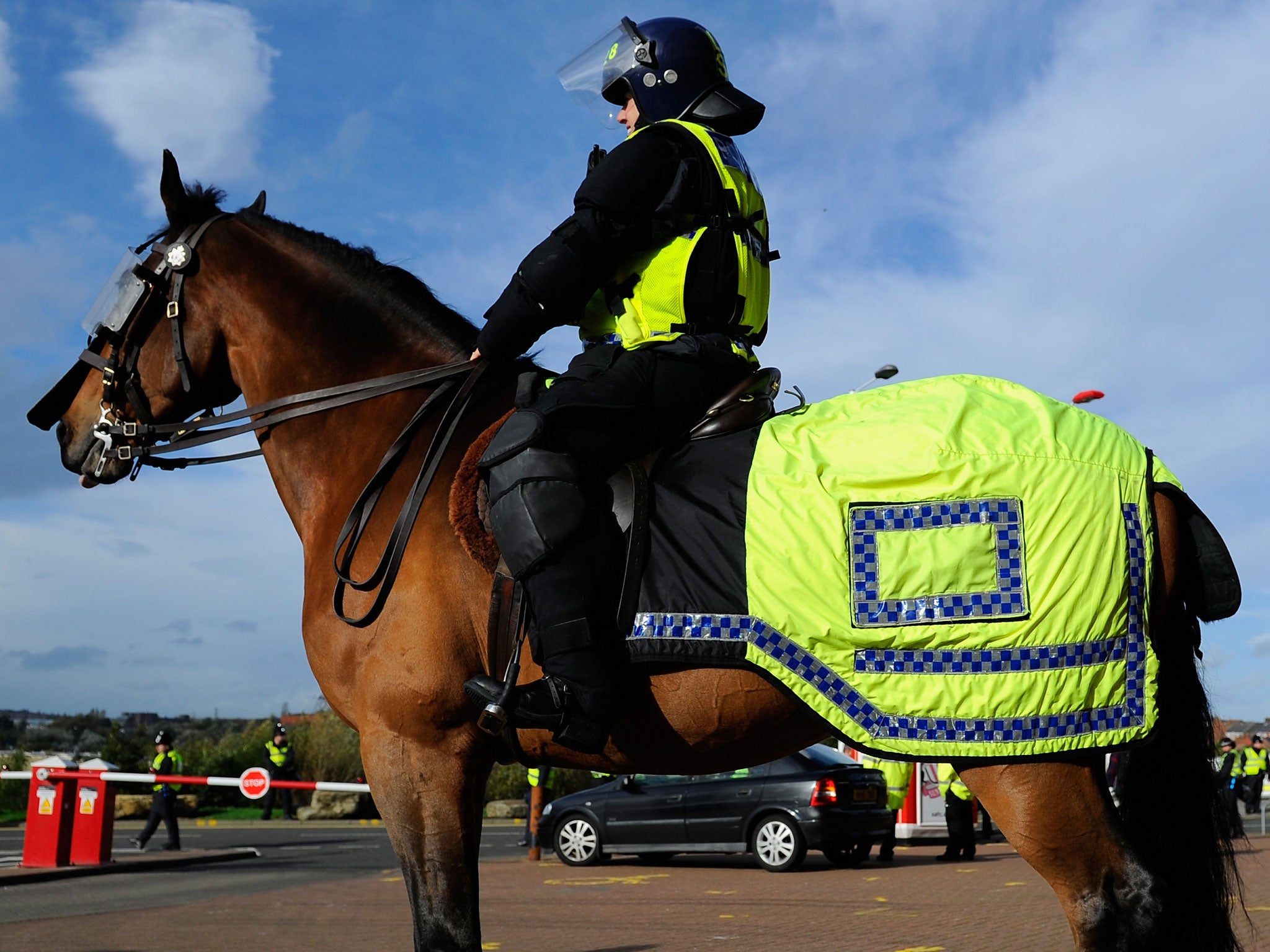 A police horse, similar to the animal which was frightened on Friday night.