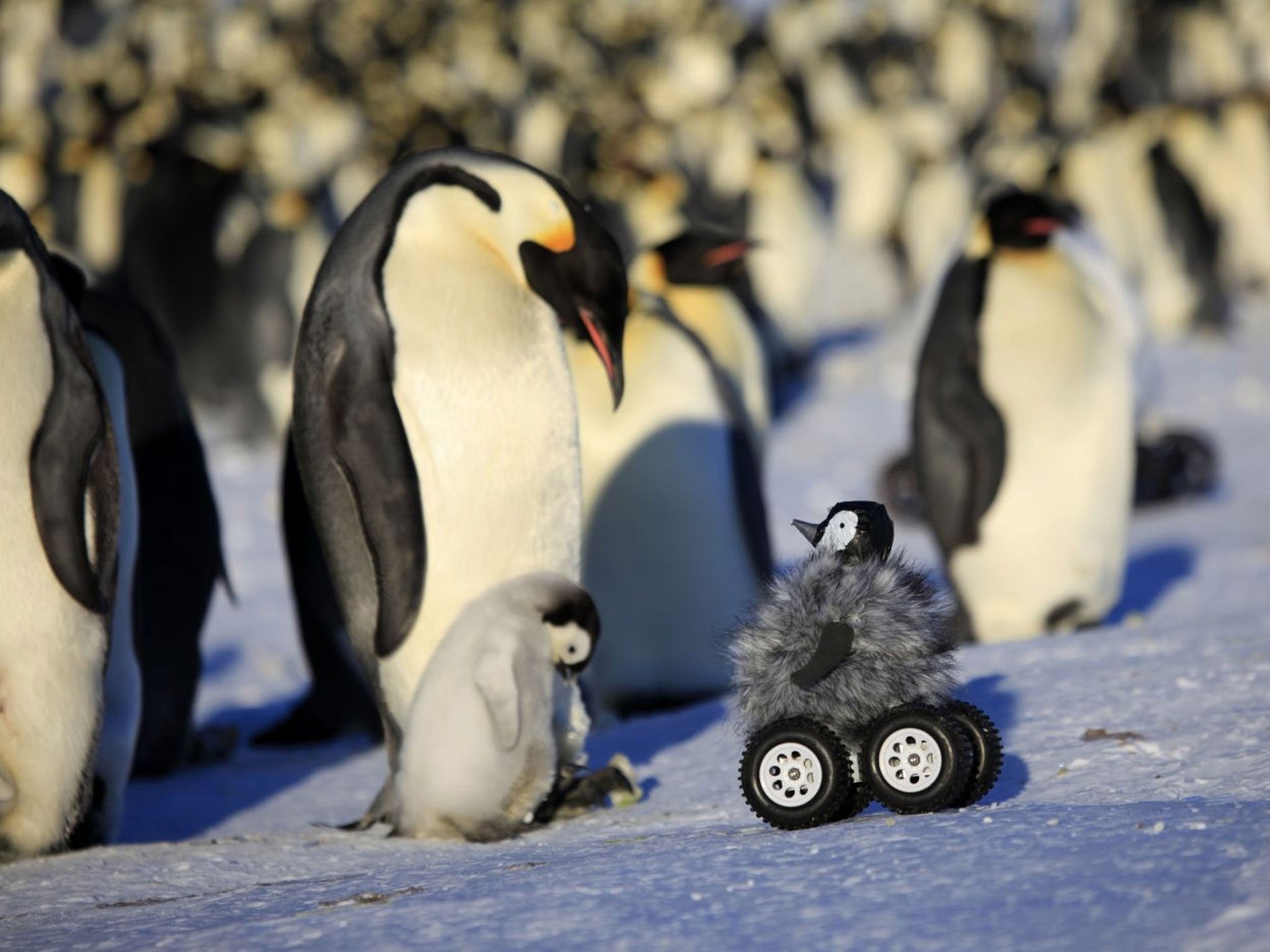 A remote-controlled roving camera camouflaged as a penguin chick in Adelie Land, Antarctica.