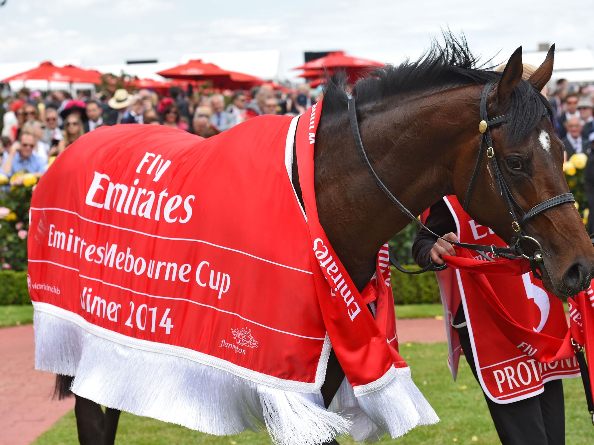 Melbourne Cup 2014 winner Protectionist