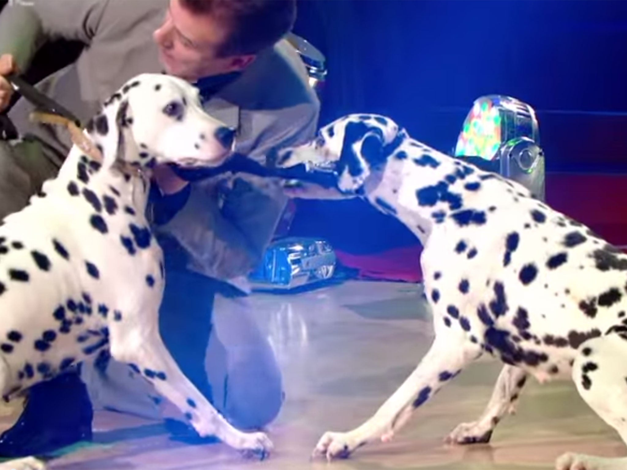 Dalmation dogs were used a Strictly Come Dancing performance, prompting complaints from viewers