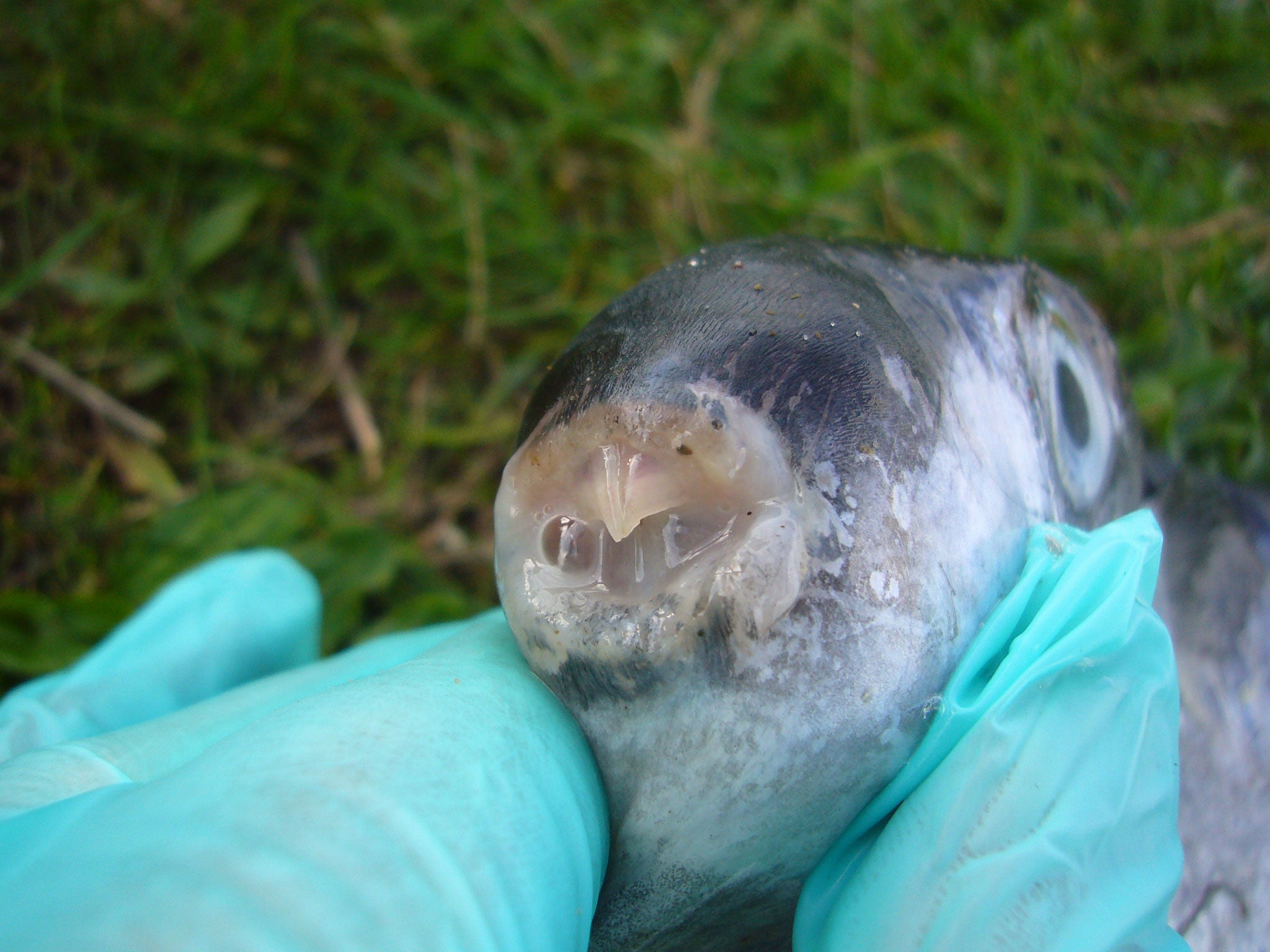 The fish's powerful beak (Marc Smith/ Dorset Wildlife Trust)