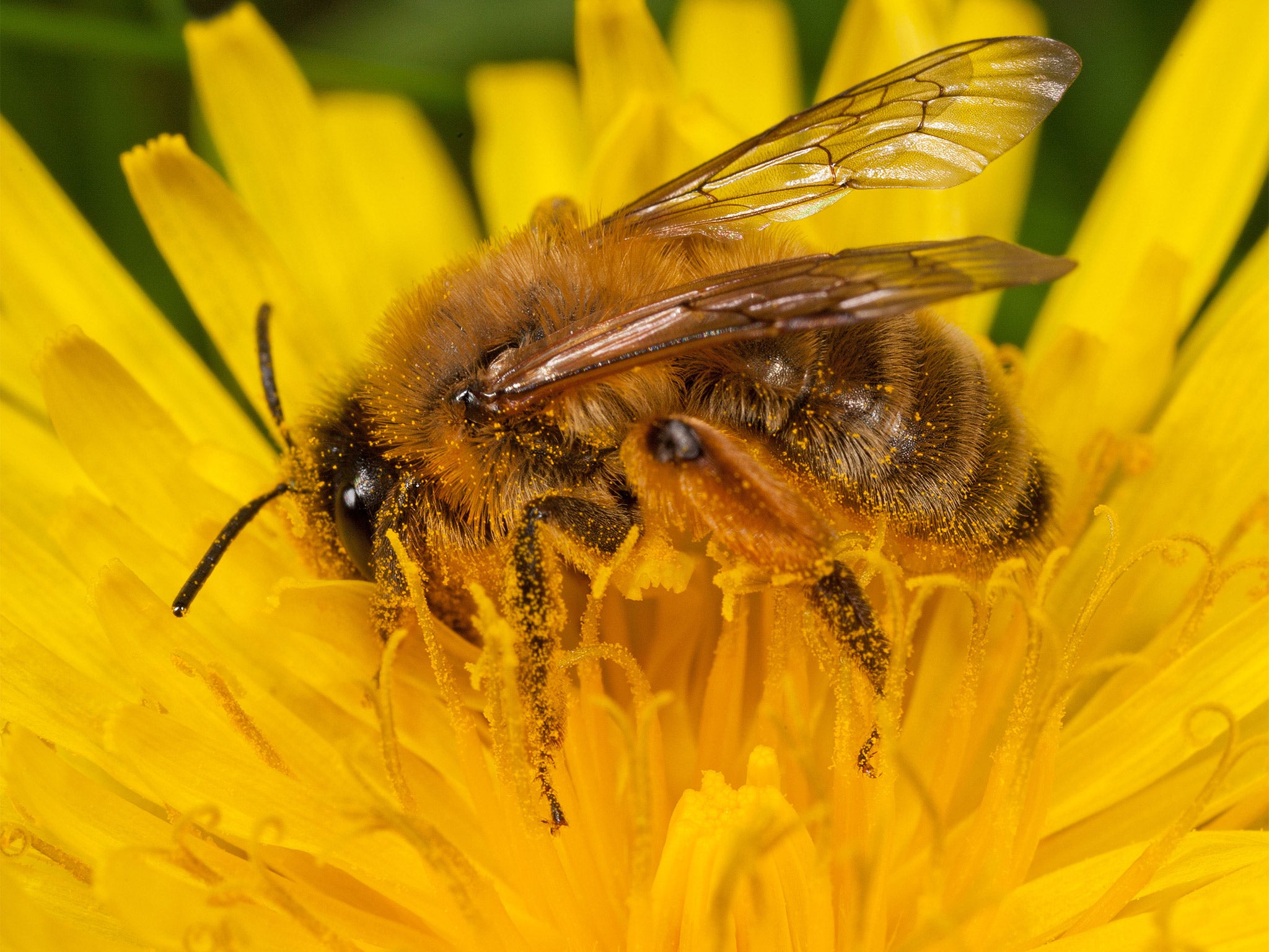 Gardeners have been called on to boost bee populations by mowing their lawns less often