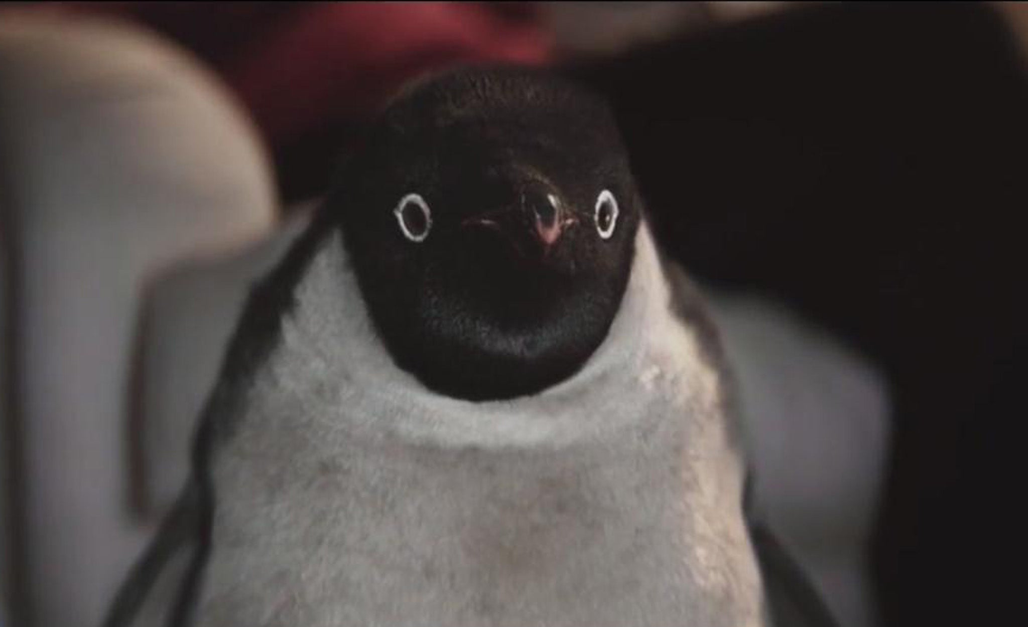 Monty the Penguin will reach living rooms when the John Lewis Christmas advert airs on Friday night