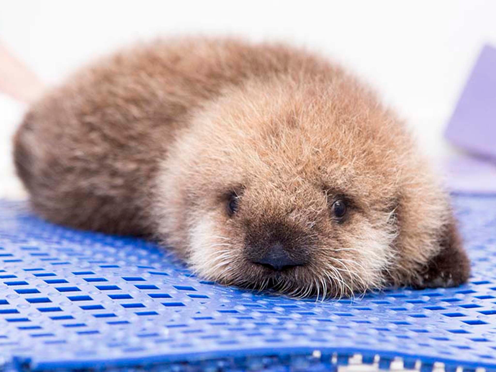 Meet Pup 681, the orphaned southern sea otter in Chicago.