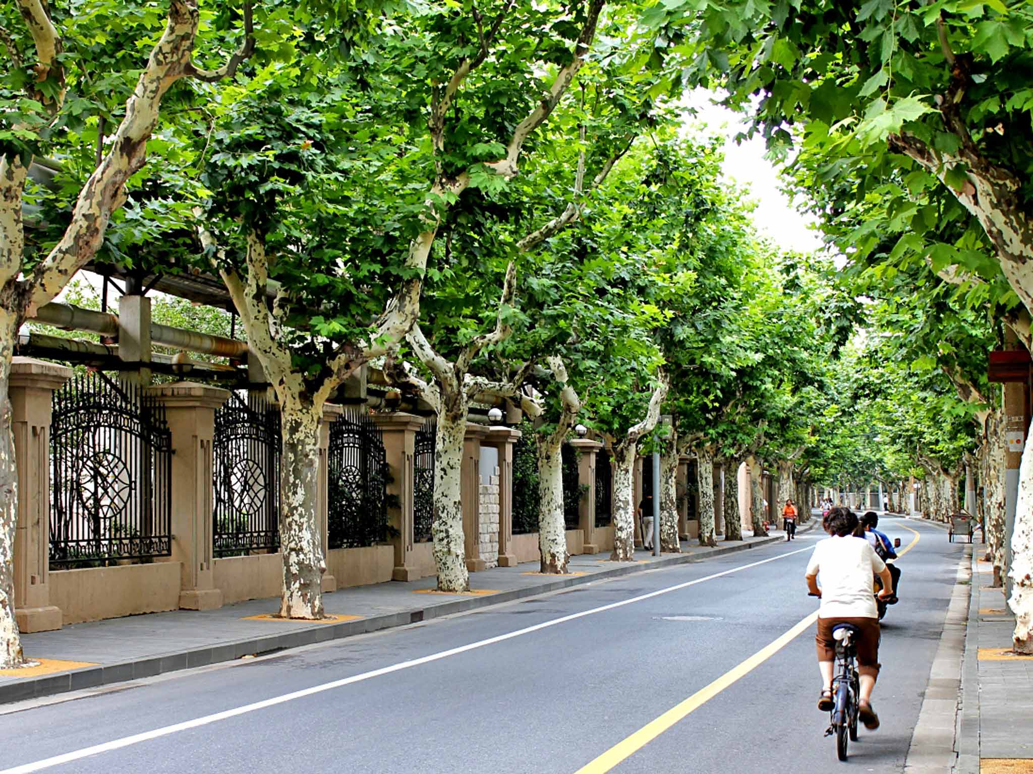 Arbor master: a treelined street in the French Concession