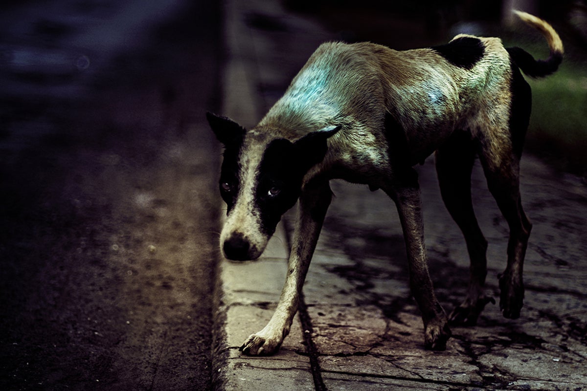 What drives people to torture animals? | The Independent | The Independent