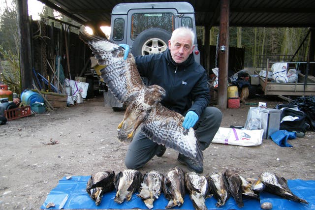 An RSPB investigator with nine poisoned buzzards from of a total of 11 birds killed in
Norfolk