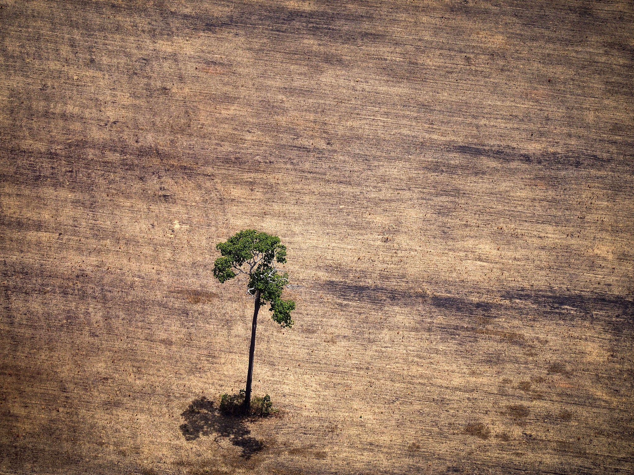 Deforestation and land degradation is the second biggest source of emissions, says Lord Goldsmith