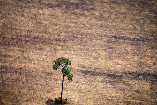 <p>Deforestation in the Amazon rainforest</p>